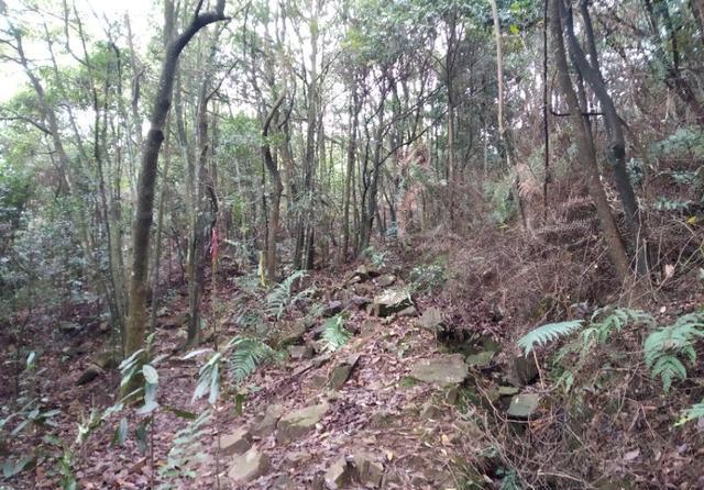 广州从化和惠州龙门交界处的桂峰山，从吕田登山口登顶才2个小时