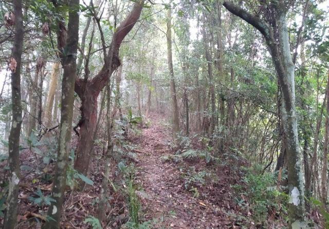 广州从化和惠州龙门交界处的桂峰山，从吕田登山口登顶才2个小时