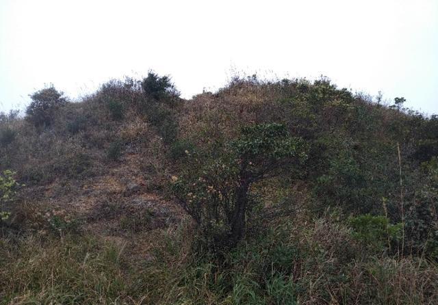 广州从化和惠州龙门交界处的桂峰山，从吕田登山口登顶才2个小时