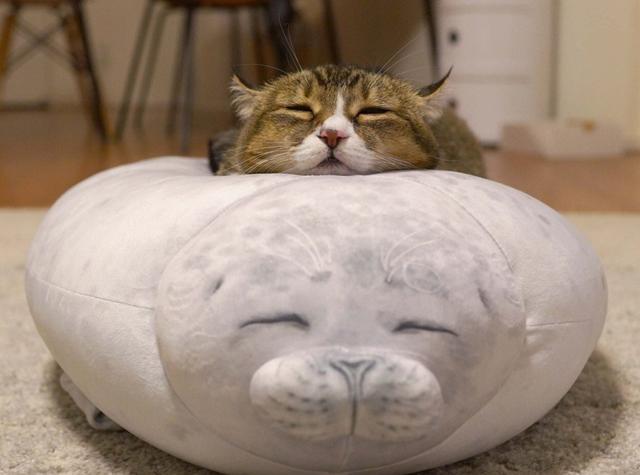 主人买了个新抱枕，猫咪直接趴在上面睡觉，表情和抱枕神同步