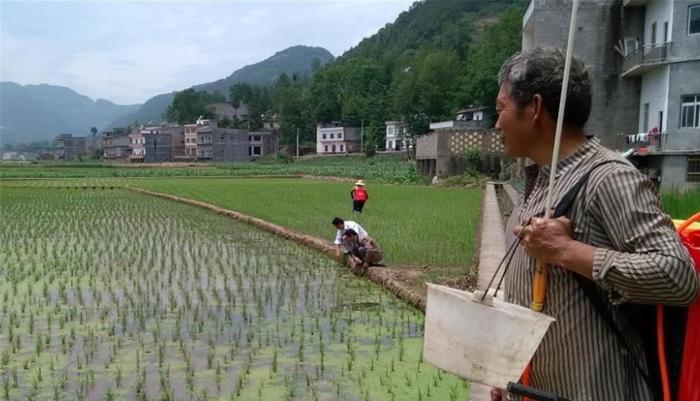 高产的杂交水稻, 为何后来农民都不种了? 反而去种常规水稻