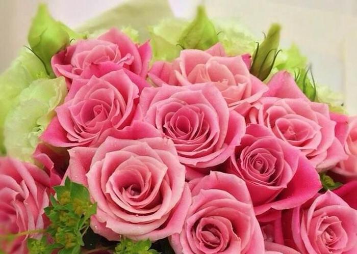 喜欢菊花，不如养“精品玫瑰”泰姬，花开如美姬，清奇美丽！
