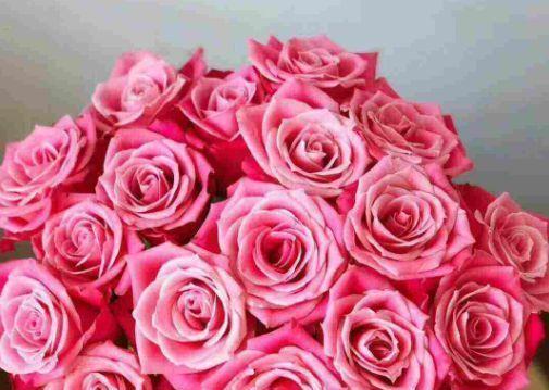 喜欢菊花，不如养“精品玫瑰”泰姬，花开如美姬，清奇美丽！