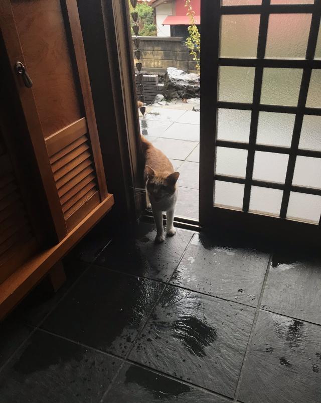 猫咪因台风来袭无处可躲，到网友家避难，他拍下这一幕