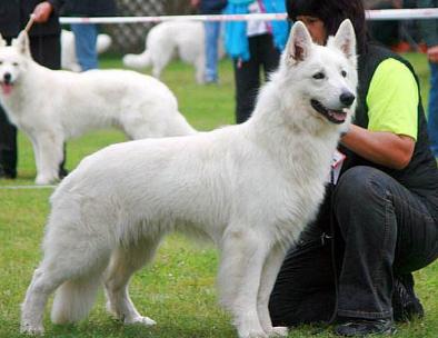 白色德国牧羊犬美貌与智慧并重，绝对不输于萨摩耶的盛世美颜！