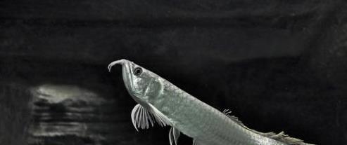银龙鱼为啥价格比金龙鱼便宜？一起来了解下银龙鱼如何养