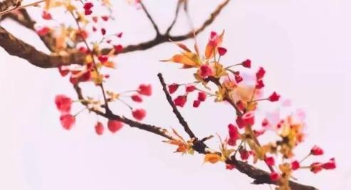 唯美春雨古诗词8首，细雨绵绵，满满的诗情画意！