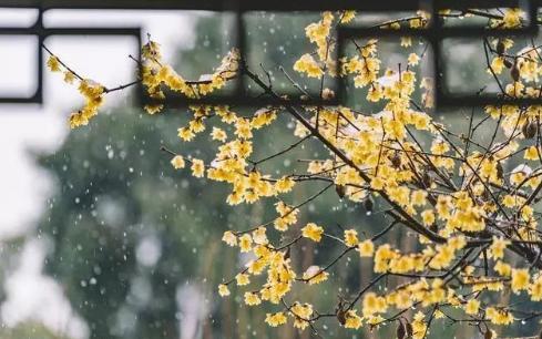 唯美春雨古诗词8首，细雨绵绵，满满的诗情画意！