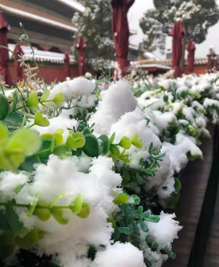 北京下雪，故宫八万张门票开门就卖完！成都的雪啥时候来啊？