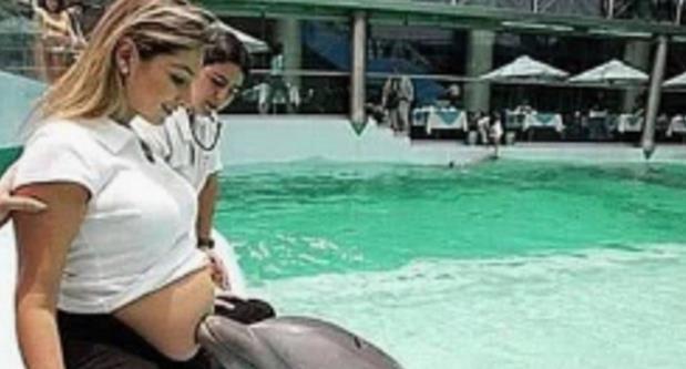 孕妇别海豚亲切地蹭孕肚，去医院检查，医生：自然界的天然B超
