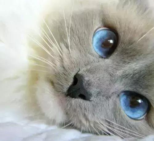 猫咪的眼睛，仿佛透着望不到底的深邃与神秘