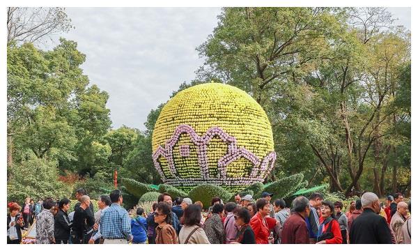 中国菊展进入最佳观赏期 60万游客打卡欣赏“活的艺术品”