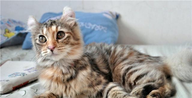 美国十大畅销猫品种 斯芬克斯排名第一