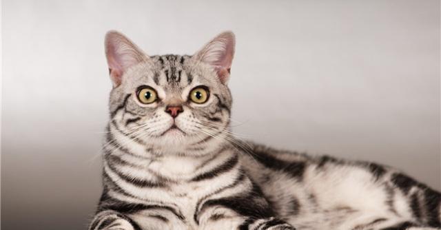 美国十大畅销猫品种 斯芬克斯排名第一