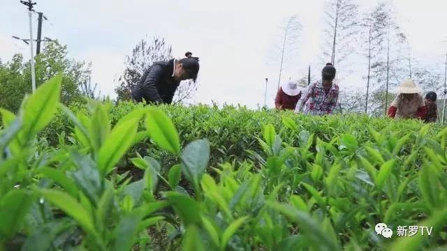 江山斜背茶获得龙岩市2019年“红古田”杯茶王赛绿茶类金奖银奖