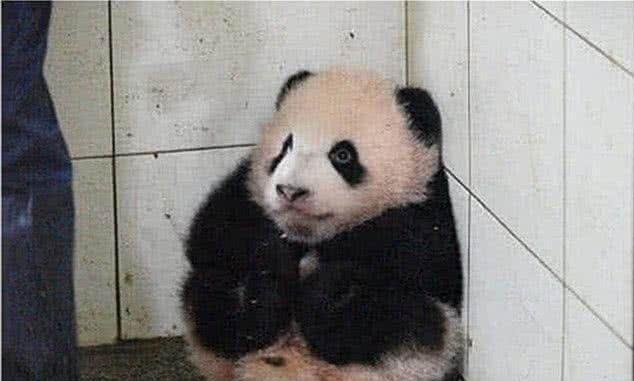 饲养员怠慢了熊猫，熊猫相当生气：我是国宝，你不知道吗？