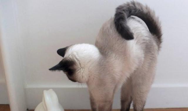 猫走路时为什么经常把尾巴竖起来翘得很高
