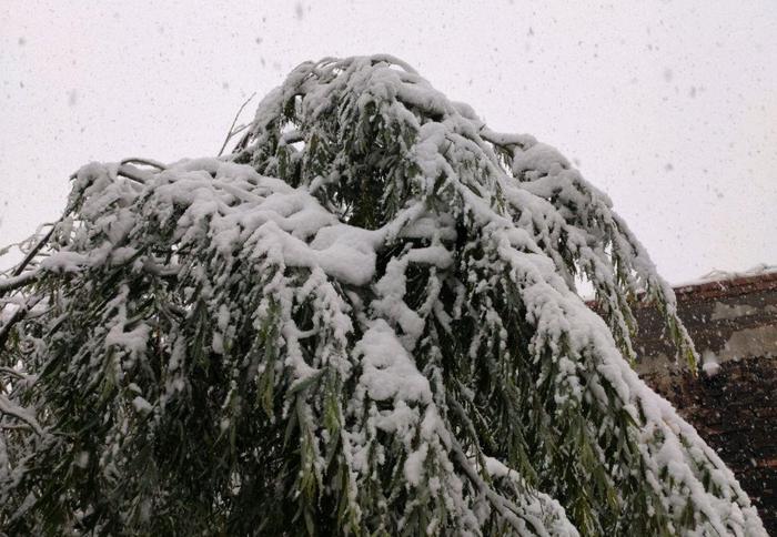 西宁今年第一场雪，有些树都压断了