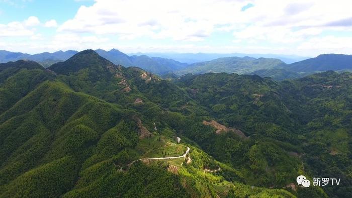 江山斜背茶获得龙岩市2019年“红古田”杯茶王赛绿茶类金奖银奖