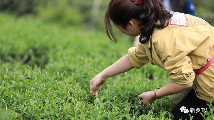 江山斜背茶获得龙岩市2019年“红古田”杯茶王赛绿茶类金奖银奖