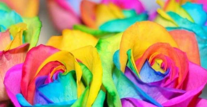 喜欢玫瑰，不如养盆“精品玫瑰”彩虹玫瑰，娇艳如彩虹，绚丽多姿