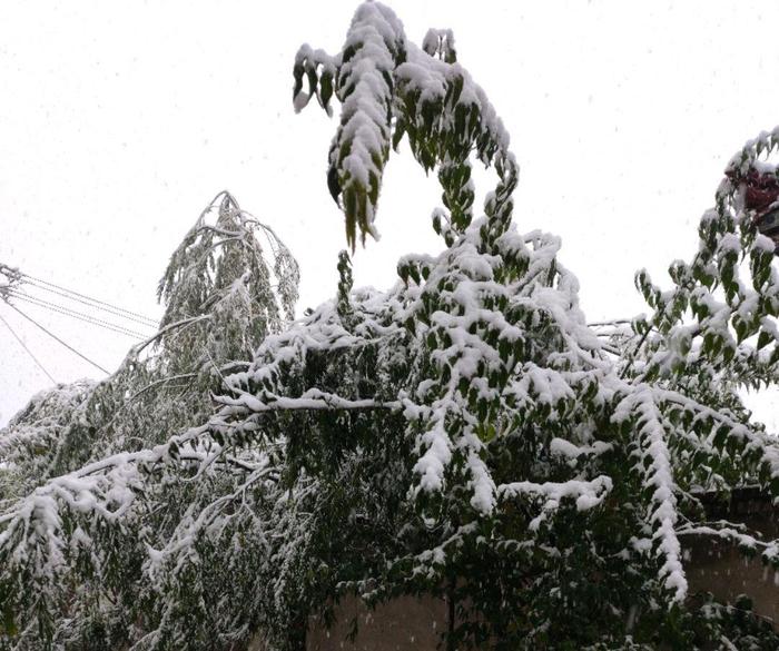 西宁今年第一场雪，有些树都压断了