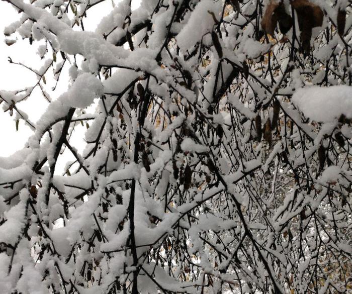 西宁今年第一场雪，有些树都压断了