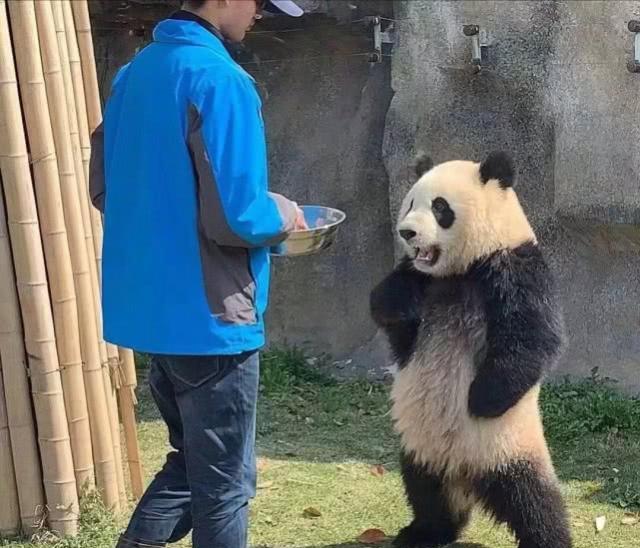 饲养员怠慢了熊猫，熊猫相当生气：我是国宝，你不知道吗？