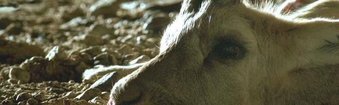 《可可西里》：有一群人把自己留在了这里，并用生命守护着藏羚羊