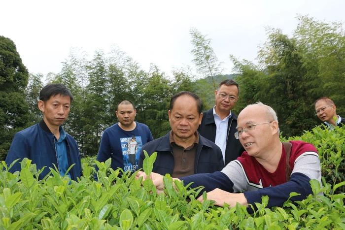 江山斜背茶获得龙岩市2019年“红古田”杯茶王赛绿茶类金奖银奖