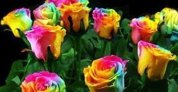 喜欢玫瑰，不如养盆“精品玫瑰”彩虹玫瑰，娇艳如彩虹，绚丽多姿