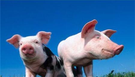 浅谈非洲猪瘟病毒与新型冠状病毒如何影响养猪业