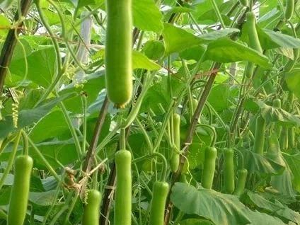 种打瓜须要什么土壤