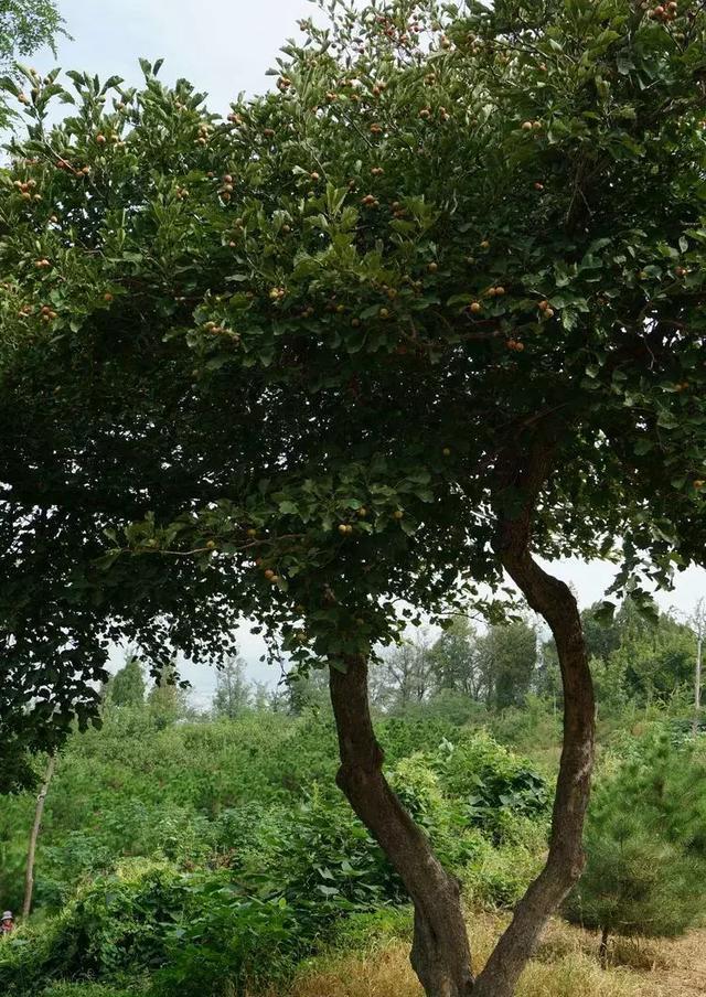 淄博淄川昆仑大奎山看摩崖石刻