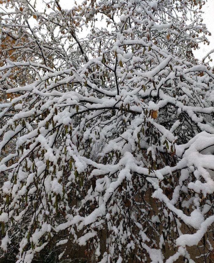 西宁今年第一场雪，有些树都压断了