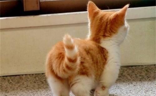 猫走路时为什么经常把尾巴竖起来翘得很高