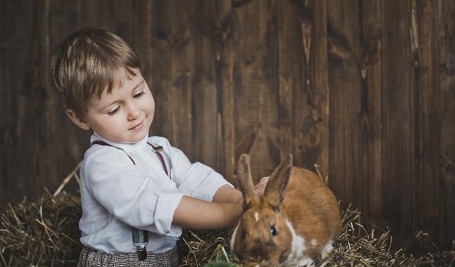 兔子咬人至少5个原因，它就像个孩子，教育不能随便打