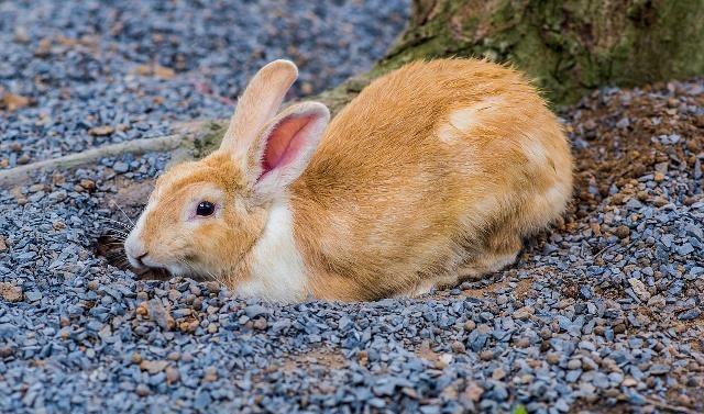兔子咬人至少5个原因，它就像个孩子，教育不能随便打