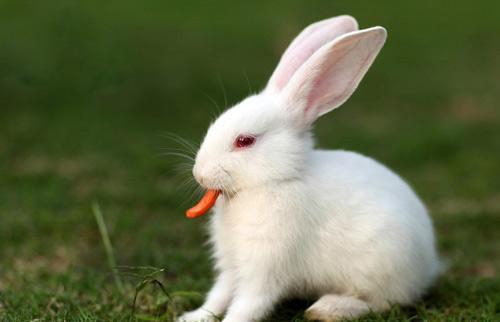 那些兔子爱吃的食物