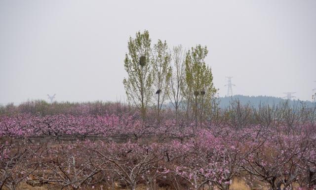 万亩桃花开：藏在济南市区边上的桃花源，这儿还有条桃花大道