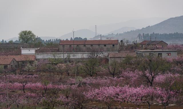 万亩桃花开：藏在济南市区边上的桃花源，这儿还有条桃花大道