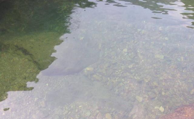河蟹养殖容易爆发蓝藻，爆发的原因有哪些，应该要怎么处理