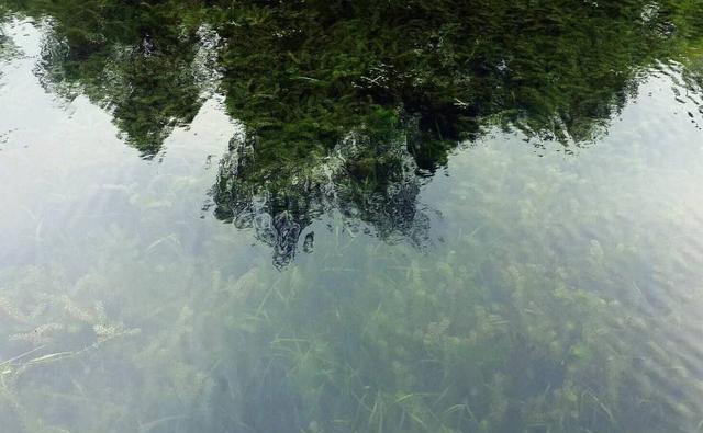 河蟹养殖容易爆发蓝藻，爆发的原因有哪些，应该要怎么处理
