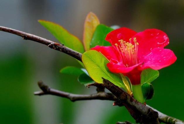 它是中国十大名花之一, 被白居易成为花中西施, 这是关于它的常识