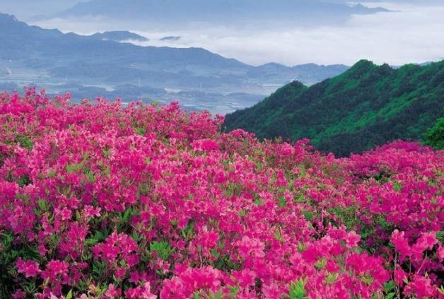 它是中国十大名花之一, 被白居易成为花中西施, 这是关于它的常识