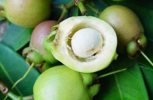 水蒲桃果是天然的解热剂，带有独特的香味，曾是农村娃的儿时零食