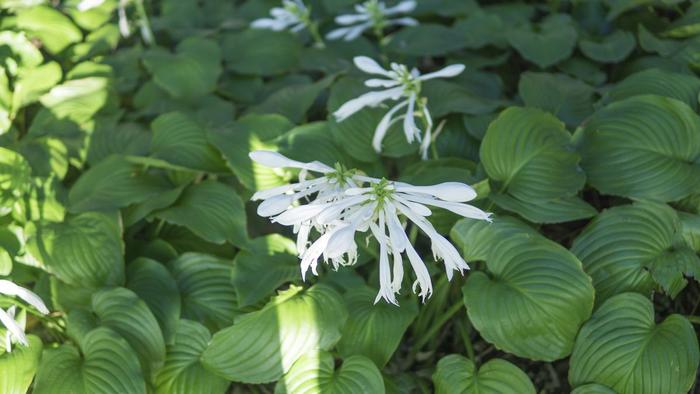 15种多年生植物，不仅好看还好养，种在院子里美极了。