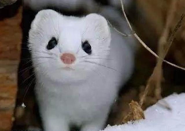 《红楼梦》中的服饰，银鼠坎肩是什么动物？杨妃色又是什么颜色？