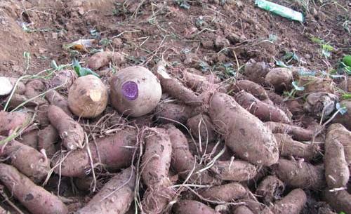 紫薯到底是不是转基因食品？看完才知道被骗了20多年