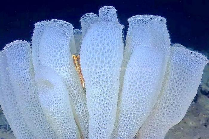 活得最长的动物：寿命超过1万年的海绵宝宝，日本把它做成礼物！